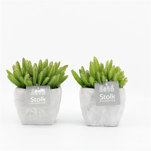 <h4>Hylocereus Undatus in vierkant stone look pot</h4>