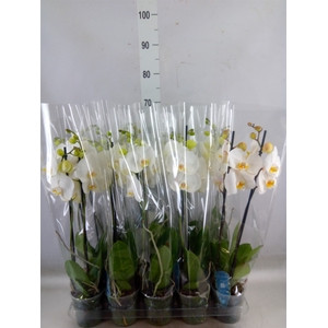 Phalaenopsis   ...