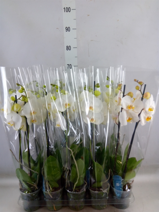 <h4>Phalaenopsis   ...</h4>