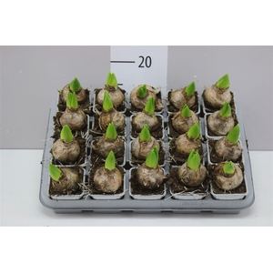 Hyacinthus White Pearl 1pp