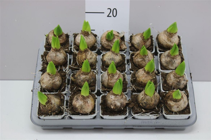 <h4>Hyacinthus White Pearl 1pp</h4>