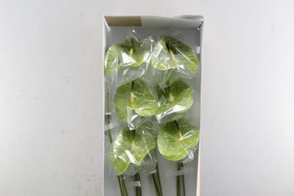 <h4>Anth A Midori X 12</h4>