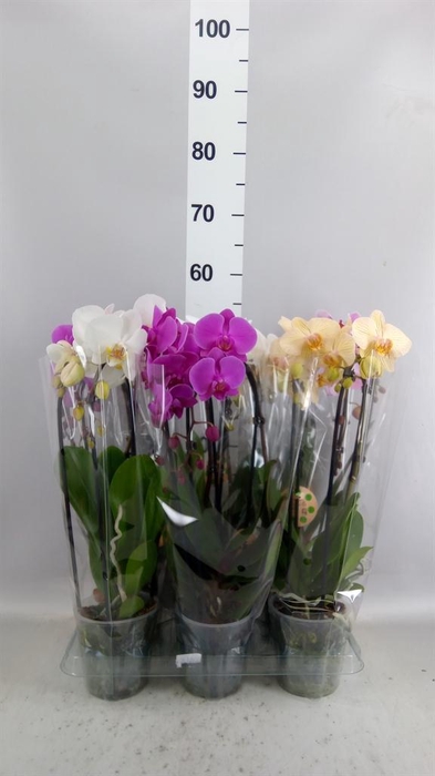 <h4>Phalaenopsis  'Elegant Cascade'</h4>