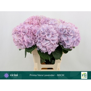 HYDRANGEA  'MY BEAU PRIMAVER'