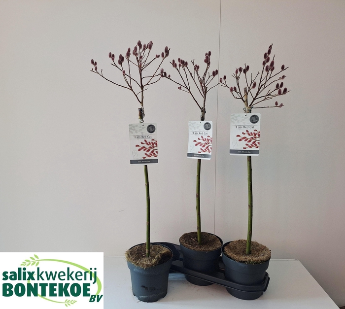 <h4>SALIX MT. ASO</h4>