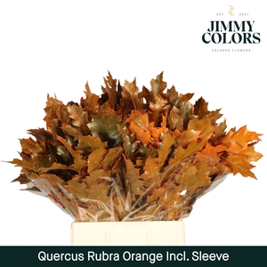Quercus Rubra sleeve L60 Oranje