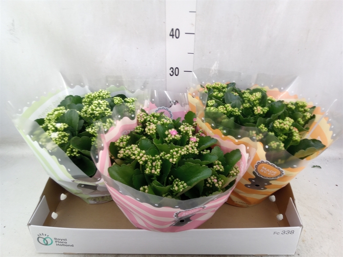 <h4>Kalanchoe blos.   ..rosebud mix  4</h4>