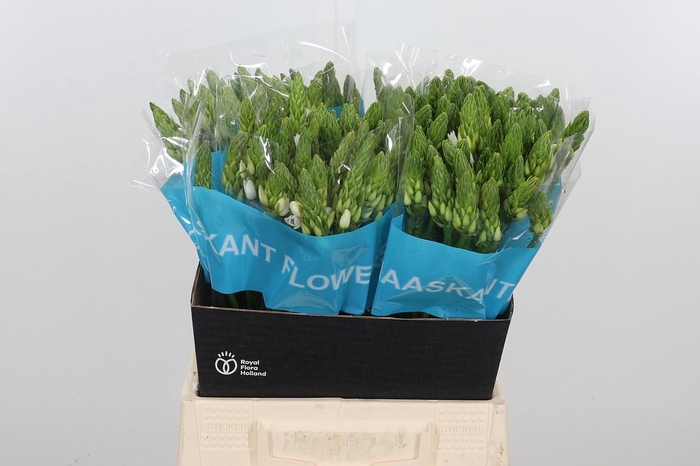 <h4>Ornithogalum T Mount Fuji</h4>