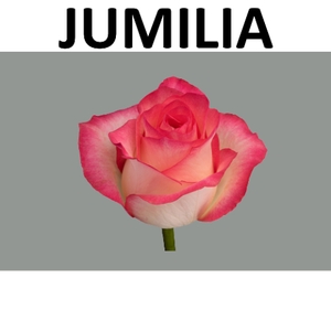 R GR JUMILIA