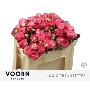 R Tr Magic Trendsetter Voorn Seasons