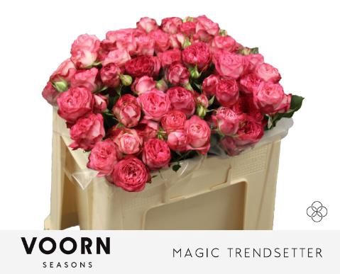 <h4>R TR MAGIC TRENDSETT</h4>