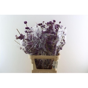 Callicarpa Bod Profusion