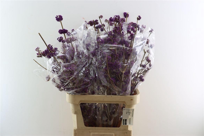 <h4>Callicarpa Bod Profusion</h4>