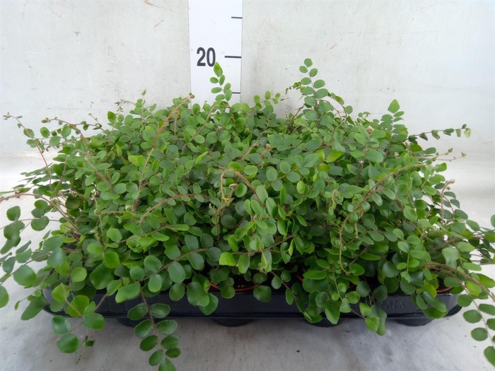 <h4>Pellaea rotundifolia</h4>