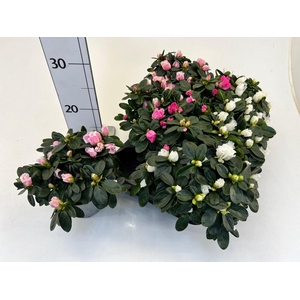 RHODO SI V GEM 4 SRT