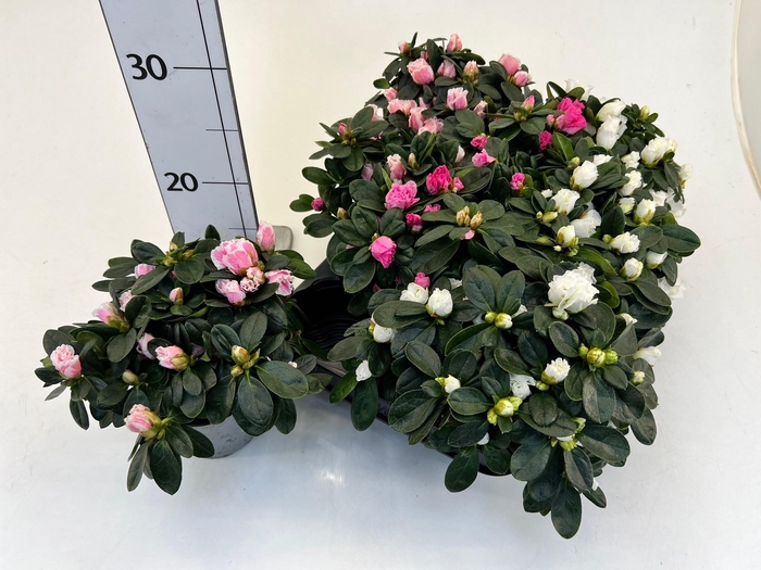 <h4>RHODO SI V GEM 4 SRT</h4>