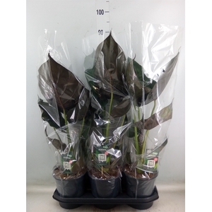Alocasia wentii