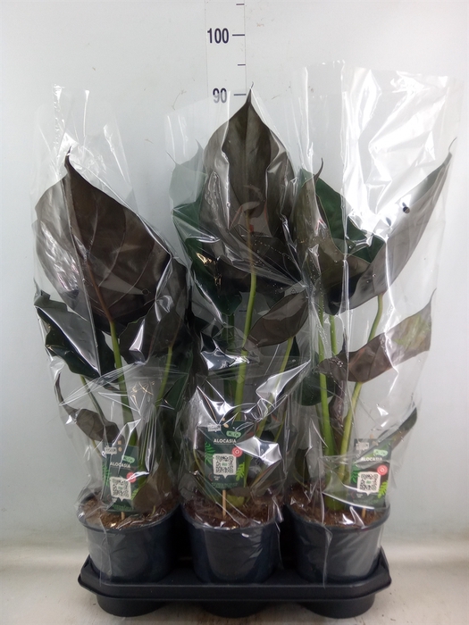 <h4>Alocasia wentii</h4>