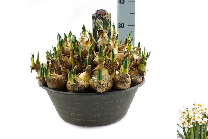 <h4>Narcissus Geranium</h4>