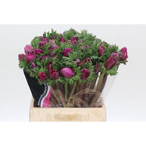 Anemone Mistral Plus Cerise