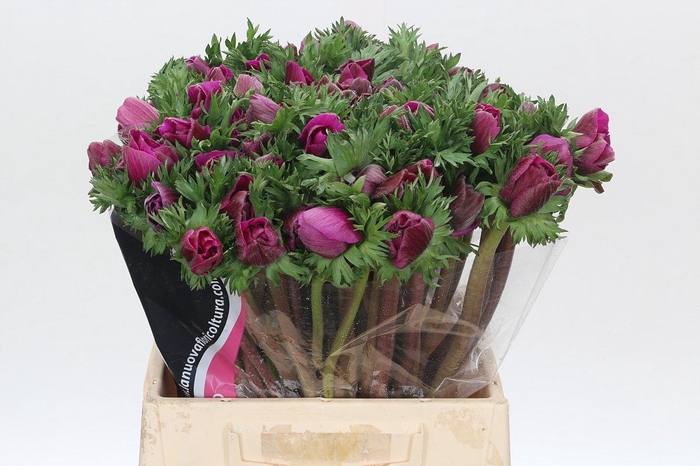 <h4>Anemone Mistral Plus Cerise</h4>