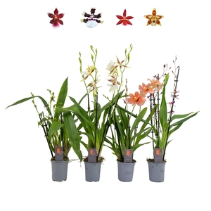 Inca Orchid mix 4+ spike 9cm