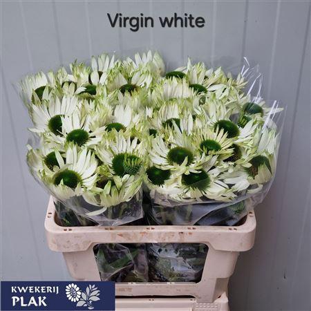 <h4>ECHI VIRGIN</h4>