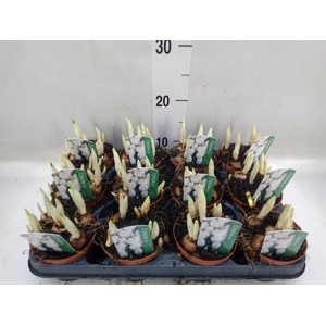 Crocus vernus 'Jeanne d'Arc'