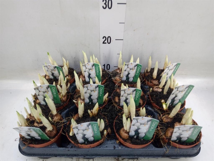 <h4>Crocus vernus 'Jeanne d'Arc'</h4>