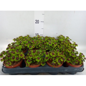 Oxalis deppei