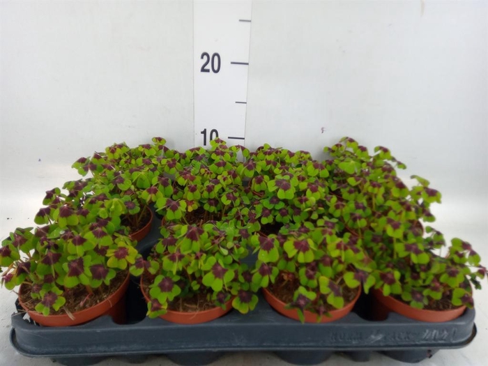 <h4>Oxalis deppei</h4>
