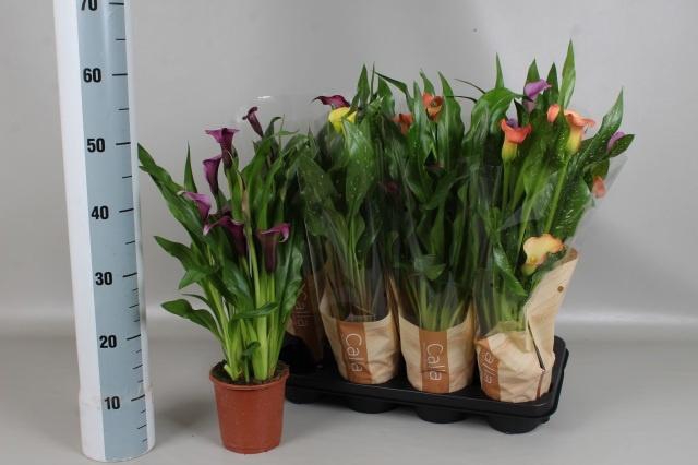 <h4>ZANT GEM 5 KL</h4>