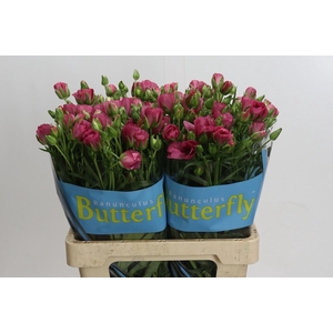 RANUNCULUS  'BUTTERFLY LYCIA'
