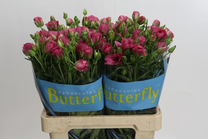 <h4>RANUNCULUS  'BUTTERFLY LYCIA'</h4>