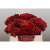 Kaaps Groen Red Brunia XL