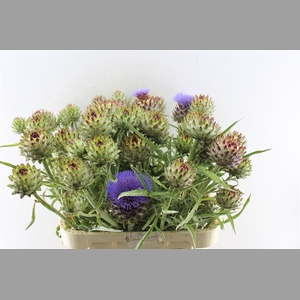 Cynara Cardunculus
