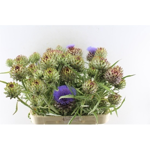 Cynara Cardunculus