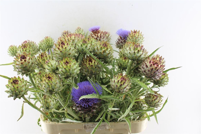 <h4>Cynara Cardunculus</h4>
