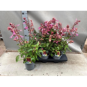 SALVIA LOVE AND WISH