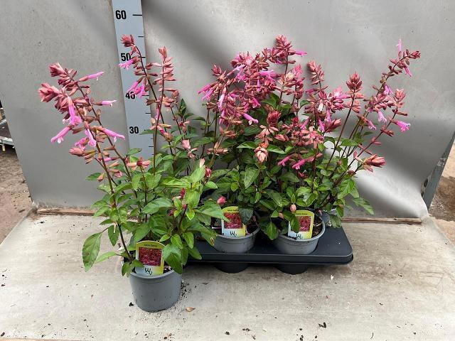 <h4>SALVIA LOVE AND WISH</h4>