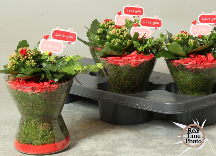 <h4>ARR KAMERPL</h4>