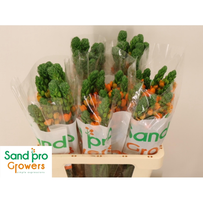 <h4>Ornit Db Sunray</h4>