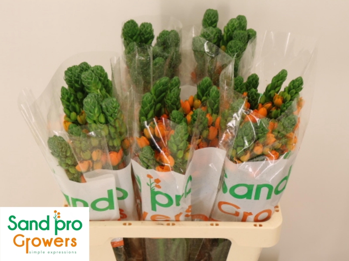 <h4>ORNIT DB SUNRAY</h4>