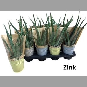 ALOE VERA