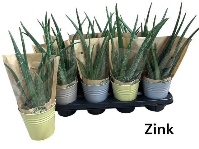 <h4>ALOE VERA</h4>