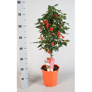 Abutilon overig op stam oranje