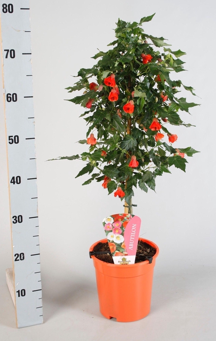<h4>Abutilon overig op stam oranje</h4>
