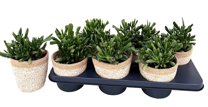 <h4>CRASS HOBBIT</h4>