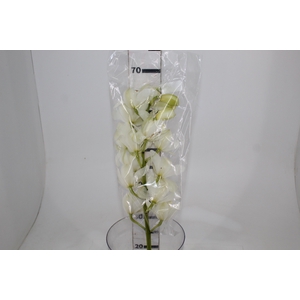 CYMBIDIUM HT MIN 16 FLS BRANCO