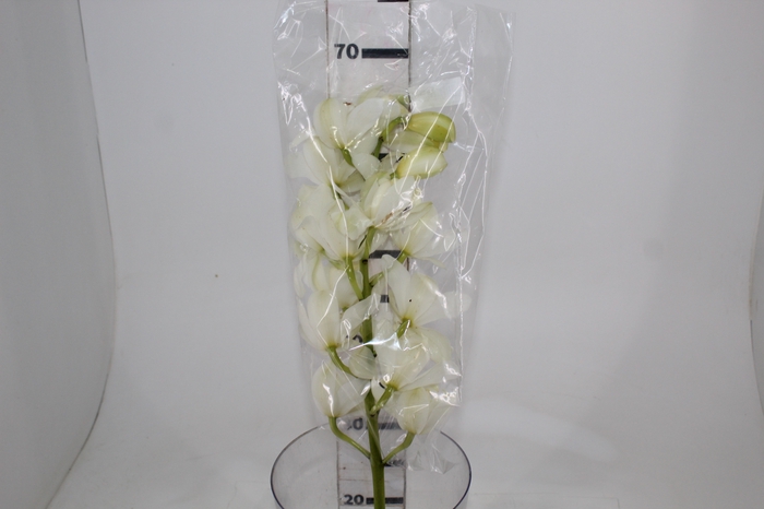 <h4>CYMBIDIUM HT MIN 16 FLS BRANCO</h4>